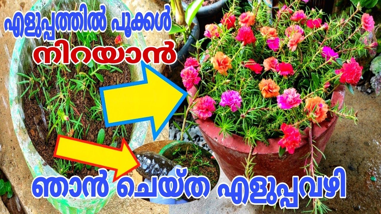 തുടക്കക്കാർക്കും പൂക്കൾ കൊണ്ട് നിറയും ഒരു രൂപ ചിലവില്ലാതെ Pathumani Plant  Malayalam | pathumani
