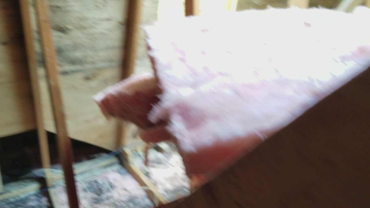 Bat Contamination In Ottawa Attic