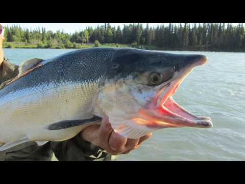 GIANT CHINOOK OFF THE DOCK! | Oregon Fall Salmon Fishing