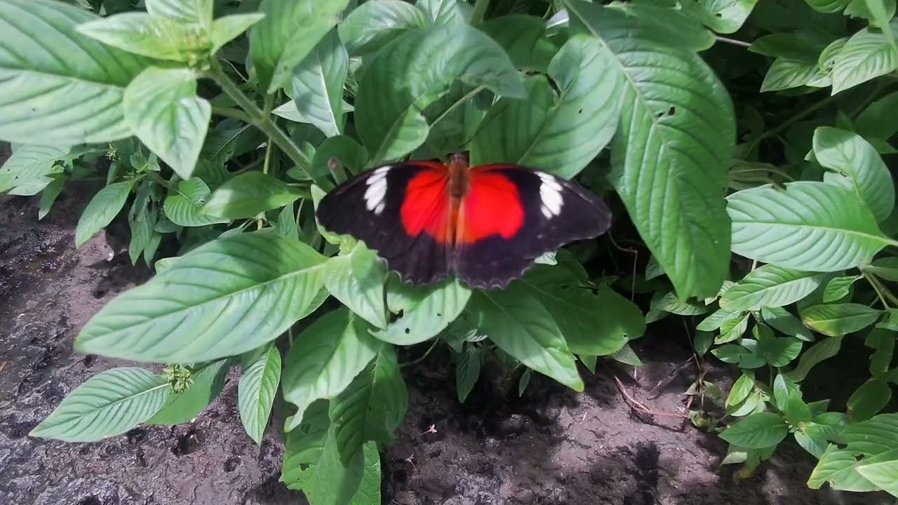 Kuranda Butterflly Sanctuary And Old Market