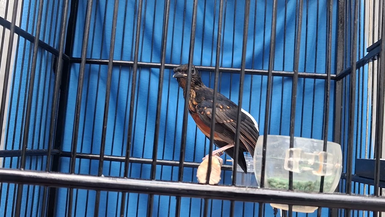 Jual trotolan trah prestasi..indukan hutan aceh..jakarta barat