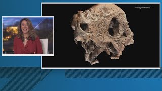 Smithsonian acquires rare dinosaur fossil