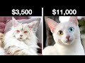 Top 5 Most Expensive And Rare Cat Breeds Only Rich People Can Buy (Khao Manee, Maine Coon, & more)