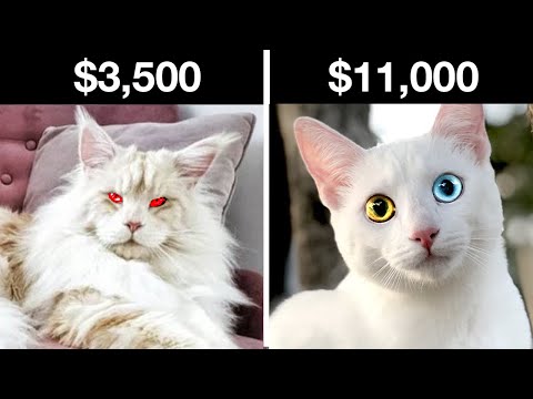 Top 5 Most Expensive & Rarest Cat Breeds Only Rich People Can Buy (Khao Manee, Maine Coon, & more)