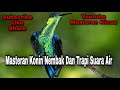 Masteran Konin Nembak Dan Trapi Suara Air Mp3 - Mp4 Download