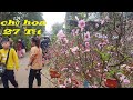 Chợ Hoa Tết 2024 - 27 Tết Đào Nhật Tân Mai Vàng Quất Cảnh Hạ Giá