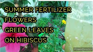 यह Fertilizer गर्मियों मे Hibiscus  को खूबसूरत सेहतमंद बनाएगा