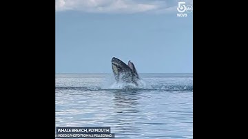 Whale breaches surface off Plymouth Beach