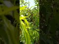 الحمددل الله اللهم يسر وبارك فى النعم شجرة الخوخ #ytshorts #garden #نباتي #gardening #اكسبلور #ترند
