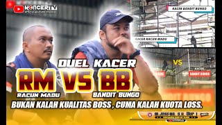 AKSI KACER RACUN MADU VS BANDIT BUNGO