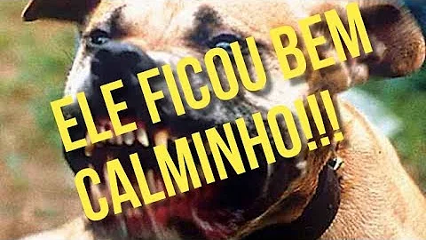 O que fazer para o cachorro não ser agressivo?