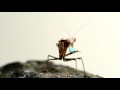 Mantis Eats Caterpillar!