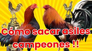 3 pasos para sacar asiles altamente competitivos @elpoderdelpollo2342