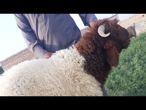 من يود التخلص من زوجته لك هذا الفحل دواء كحم اول تبارك الله طبعا الفحل ينطح بيع وشراء وحش