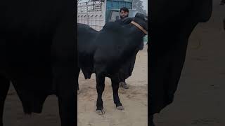 Famous Black Brahman MASHA ALLAH (CATTLE STATION WITH ALI RAFIQ ❤️) Profile