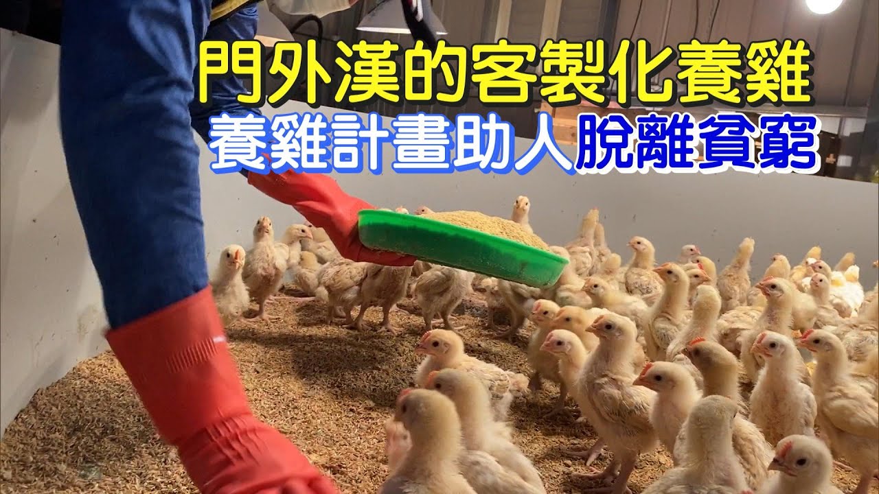 小農養雞共好模式 一步一腳印 20210221