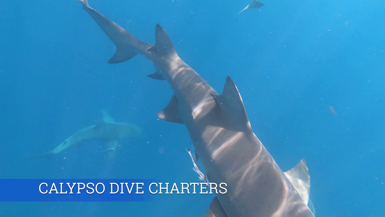SWIMMING WITH 30 SHARKS IN WEST PALM BEACH FLORIDA. 4K VIDEO