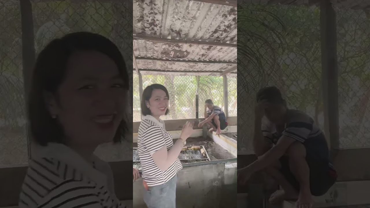 @cadacsan 🔴 Đi bắt #Lươn vàng đẹp cho bà con ở Cần Thơ #vựalươn Miền Tây thu mua Lươn Thịt @luonviet