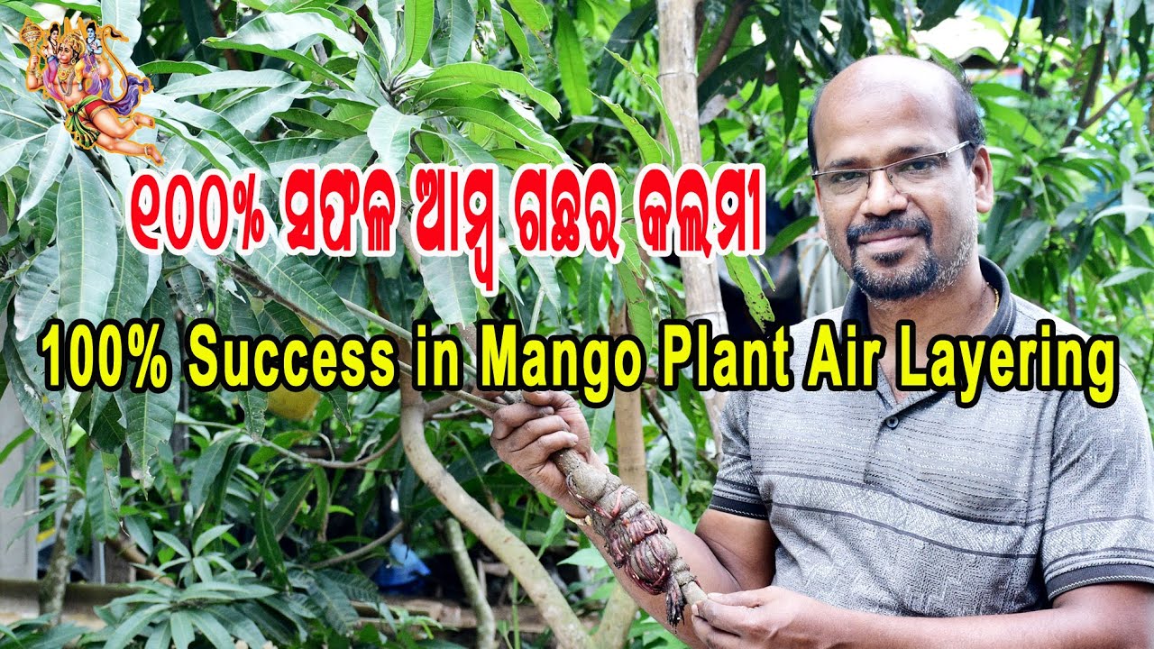 ୧୦୦% ସଫଳ ଆମ୍ବ ଗଛର କଲମୀ(100% Success in Mango Plant Air Layering)/Air Layering of Manga Plant