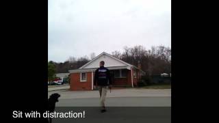 Murphy Board And Train! Before And After Video! Dog Training Northern Virginia!