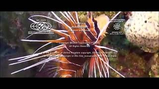 Final Seconds Of End Credits Transitioning Underwater - Set 5