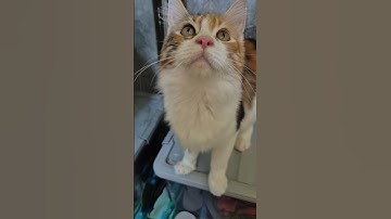 Cute Cats, Funny Cats, Cuteness #cuteness #cat #youtubeshorts #shots #funny
