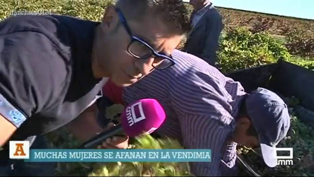 Comienza la vendimia. Ancha es Castilla - La Mancha.