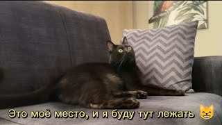 Это моё место, и я буду тут лежать, подумал Салем 😸