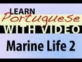 Learn Brazilian Portuguese with Video - Marine Life 2