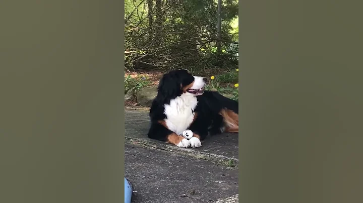 Doggie drinking