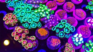 Flowerpot Coral Fragging & Advanced Care screenshot 5