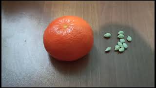 Mandalina Çekirdeği Filizlendirme Işlemi