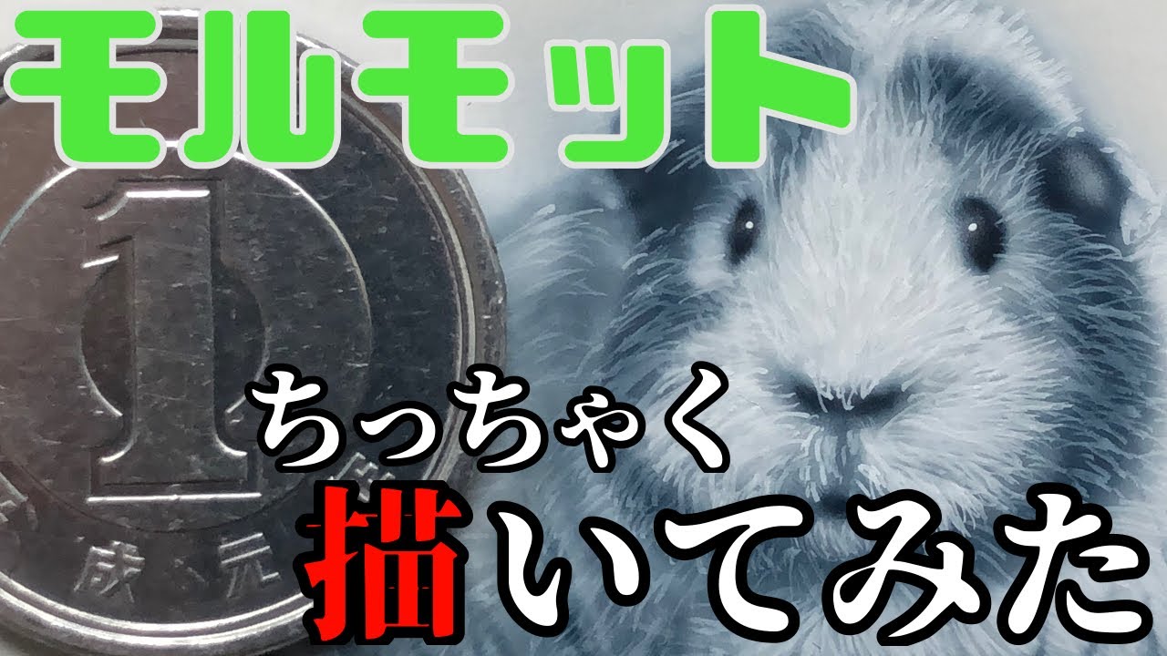 豚鼠 モルモット小さく描きました Guinea Pig ギニーピッグ モルカー Youtube