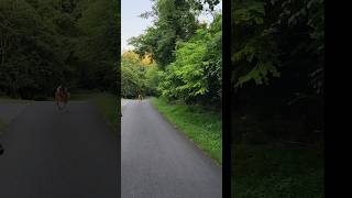 Doe and 2 Fawn on NW Lancaster County River Trail #deer #doe #fawn #rivertrail #biking