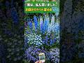 【絶対お迎えしたい】爽やかな青い花トップ6