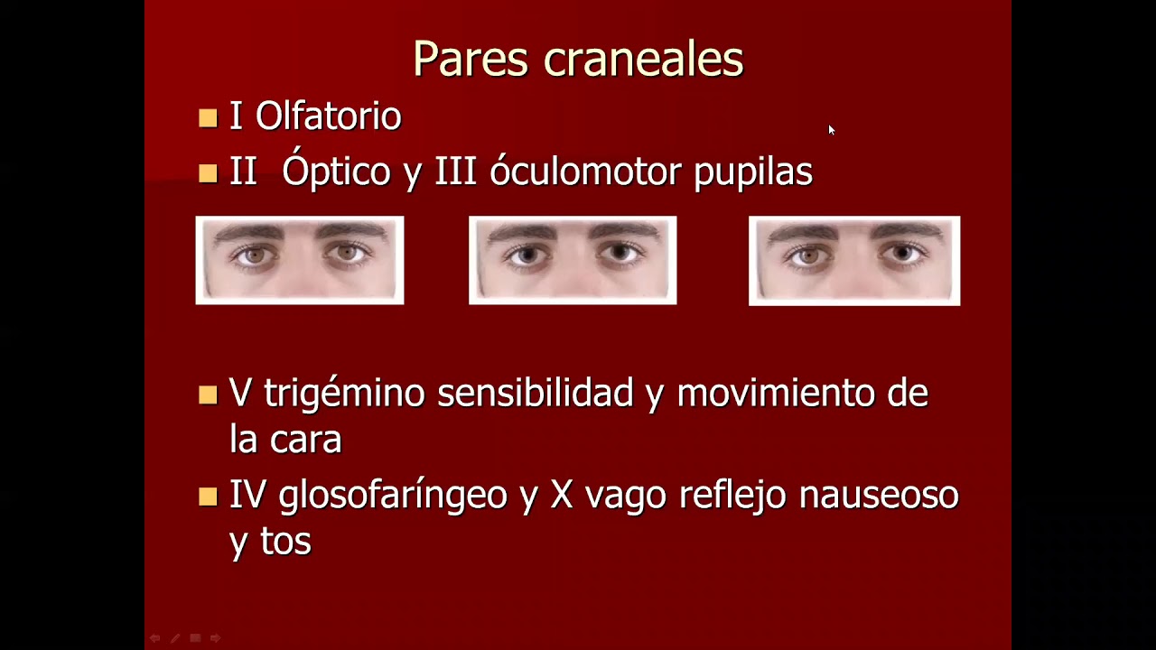 neuro clase 22/5 2 parte