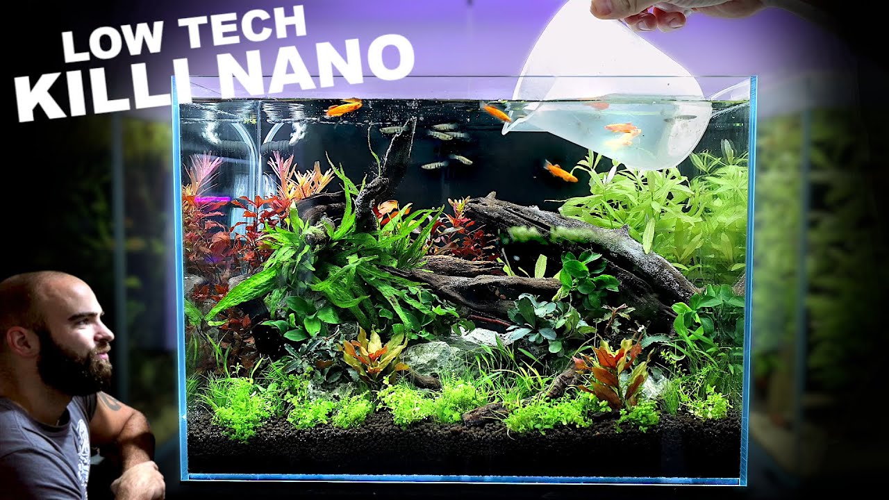 Nano Ecosystem Fish Tank You Can Put Anywhere! 