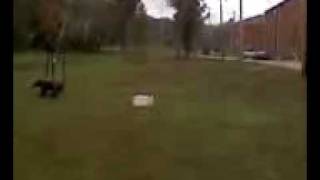 Shooting an apple with a bow. 30 yards.
