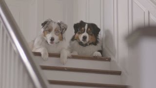 Tech For Pets