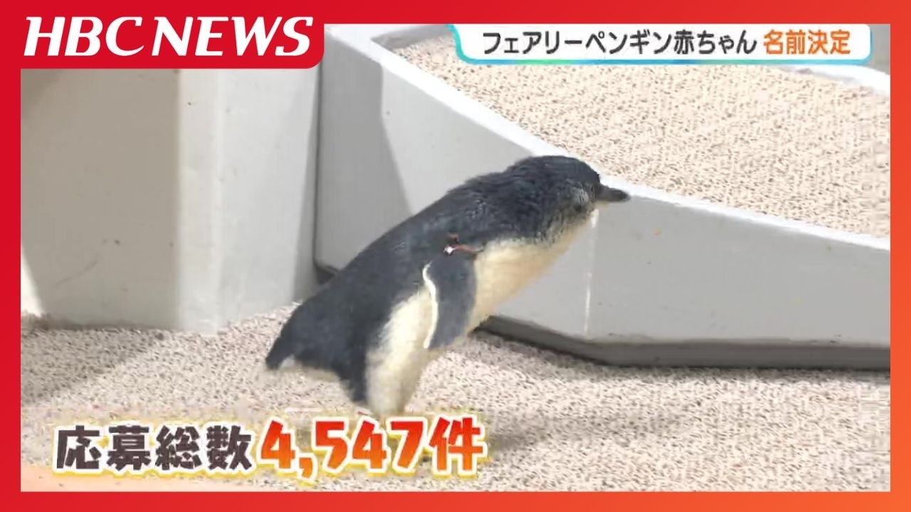 アナペンギン AOAO SAPPORO's smallest penguin in the world gets a name: 