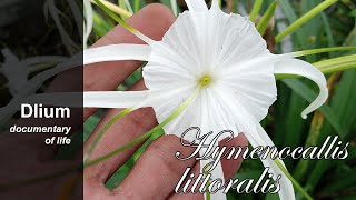 Beach spider lily (Hymenocallis littoralis)