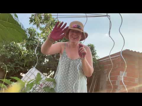 Mandarino enano y habichuelas verdes - YouTube