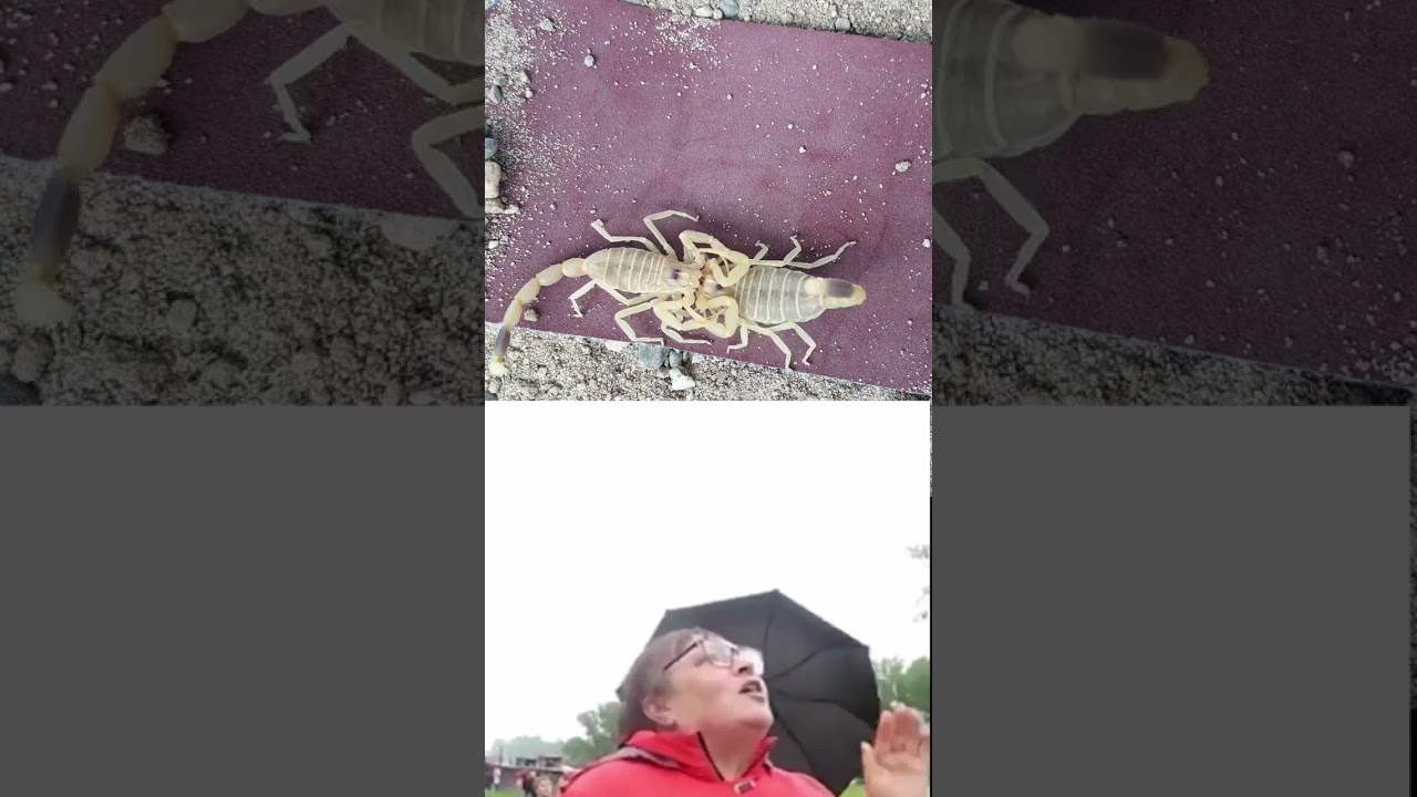 🔞🙈 Cпаривание Leiurus macroctenus 🦂💞 #shorts #skorpion #скорпион #экзотика #пустыня #мем #memes