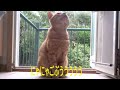 Kuroshio cats：野良猫健太郎発声練習に励む　ニャンと言えない自分脱出できるか？