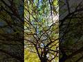 #trees #nature #tree #naturephotography #photography #forest #landscape #sky #green #naturelover