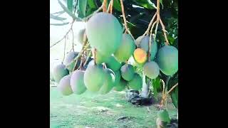 Buy Your Fruit Trees Before You Buy Land 🥭 #duwaynemcphersonrealestate #mangotrees #stmaryjamaica