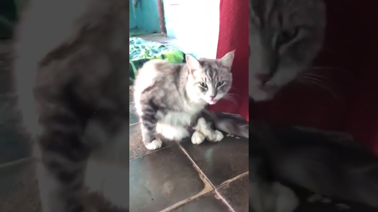 real vidio your kucing pemalas