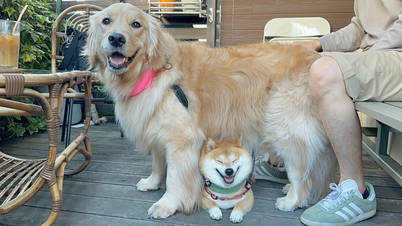 ゴールデンレトリバーの下で看板犬の佇まいを見せる豆柴が可愛すぎました...