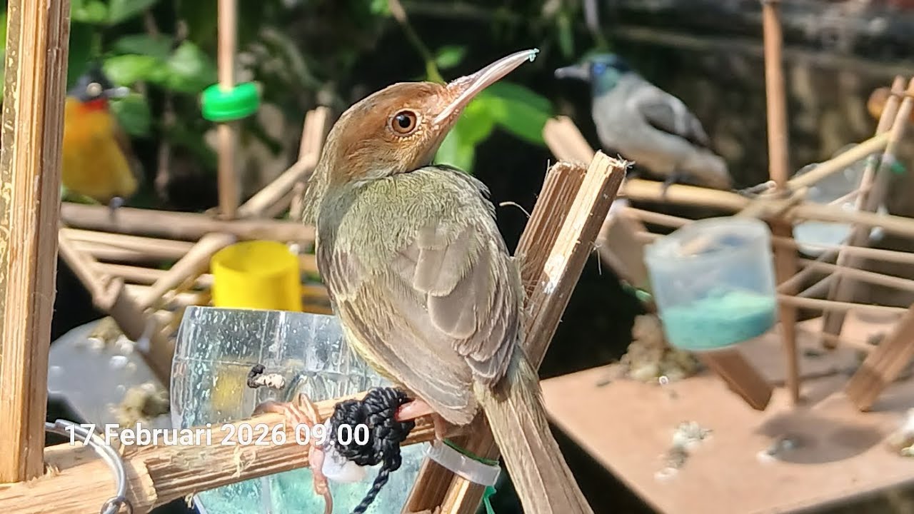 Rawatan prenjak 2 minggu hasil pikat, B mau voer J msih blum mau