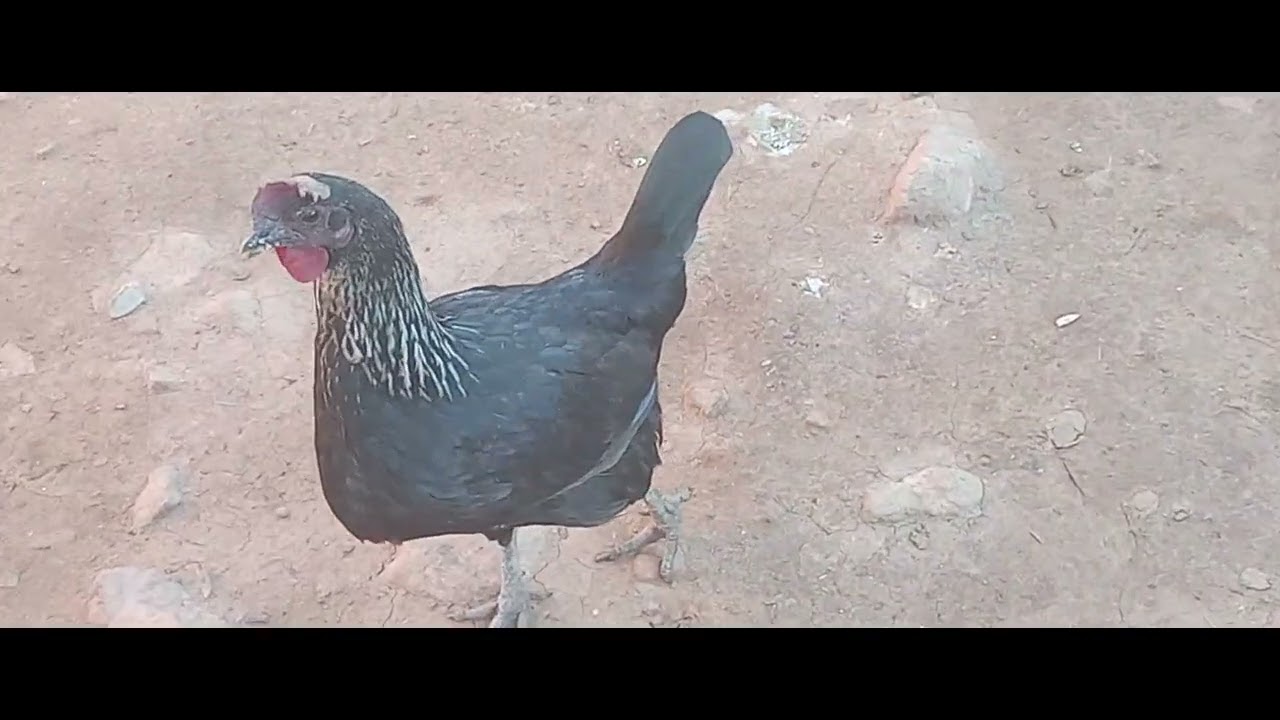 ها الدجاج من البادية والبادية تناديكم 